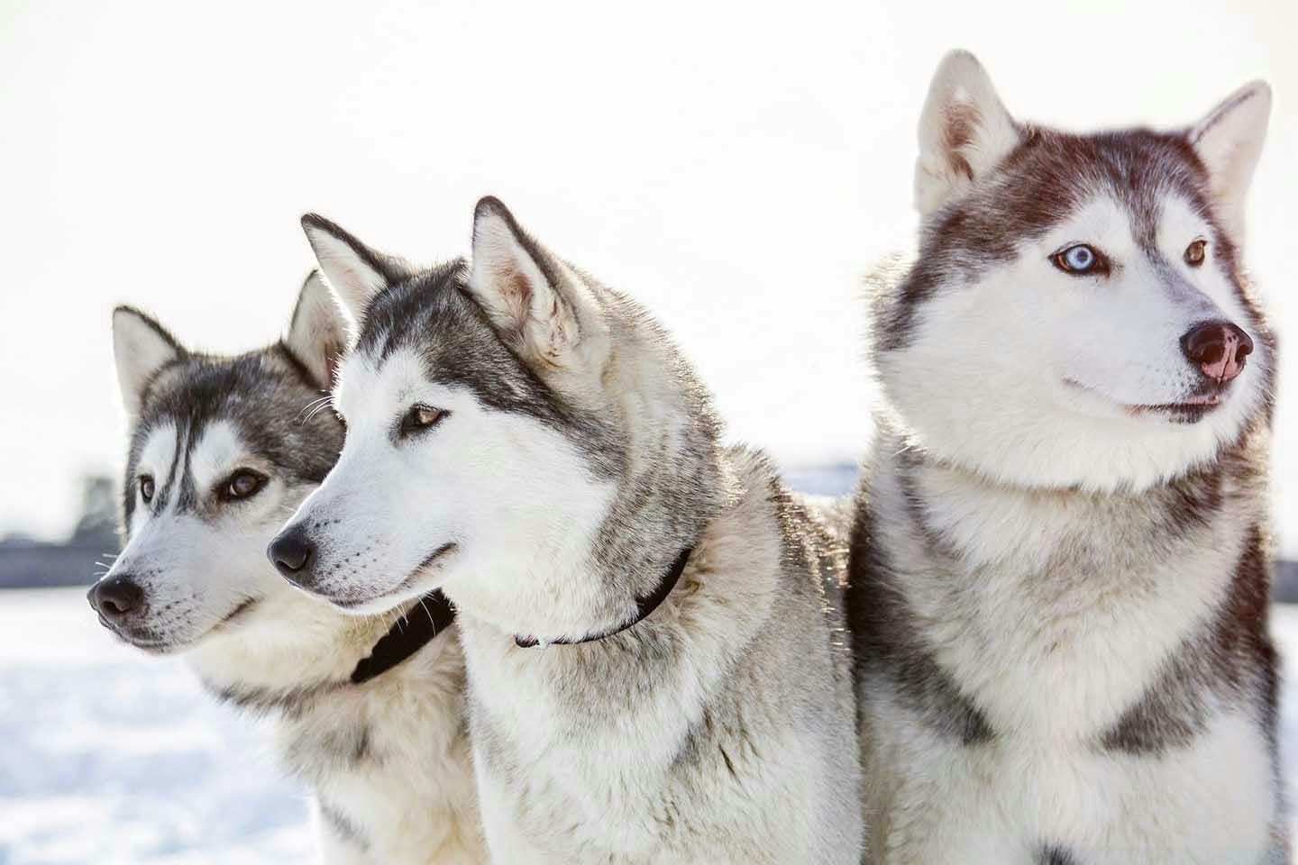 detteです レトロそり、運搬そり、犬ぞり、犬そり、雪そり、木製そり Amazon.co.jp: 木製そり、折りたたみ式木製そり、背もたれ付き雪