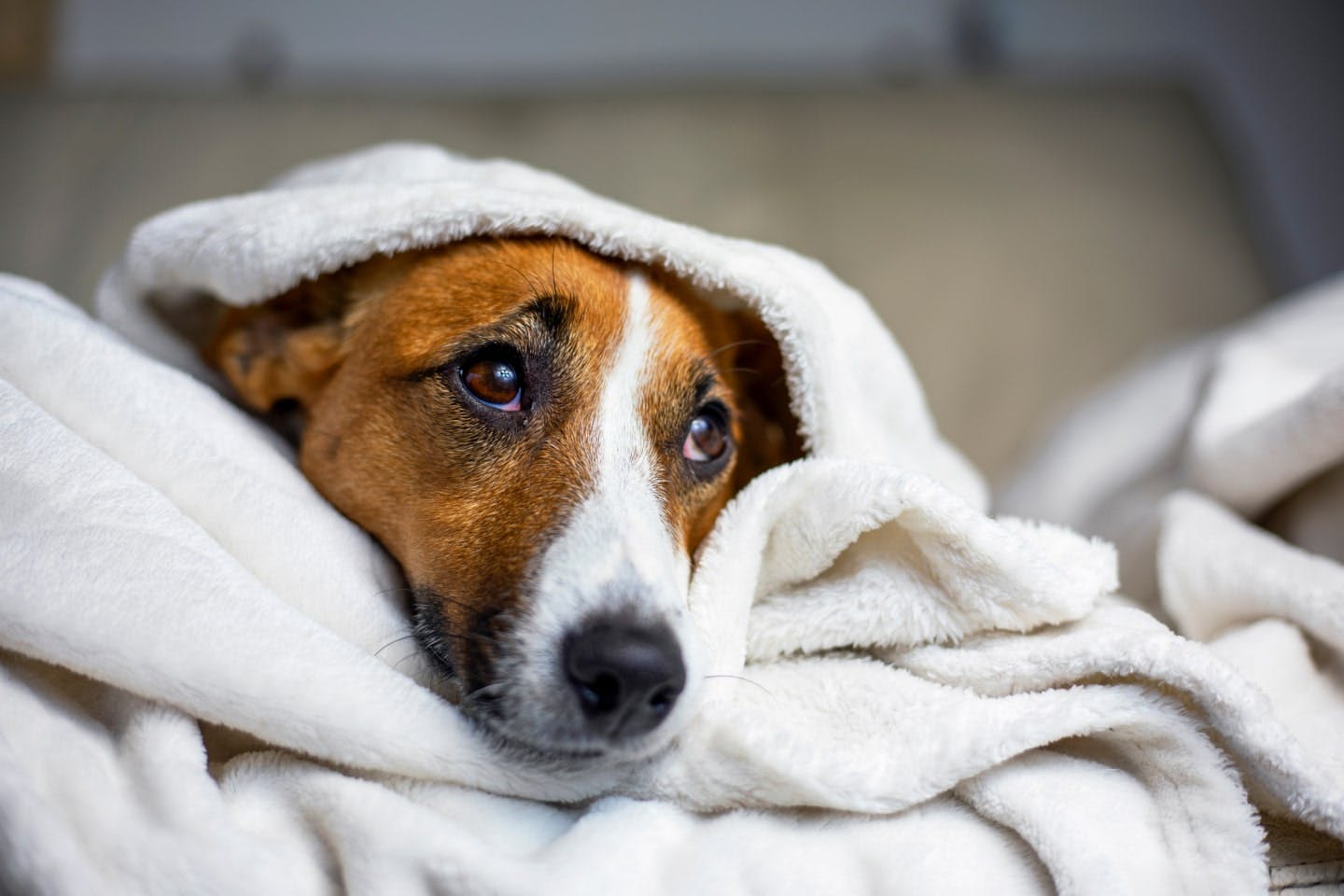 病気が原因で犬の鼻がはげる場合も