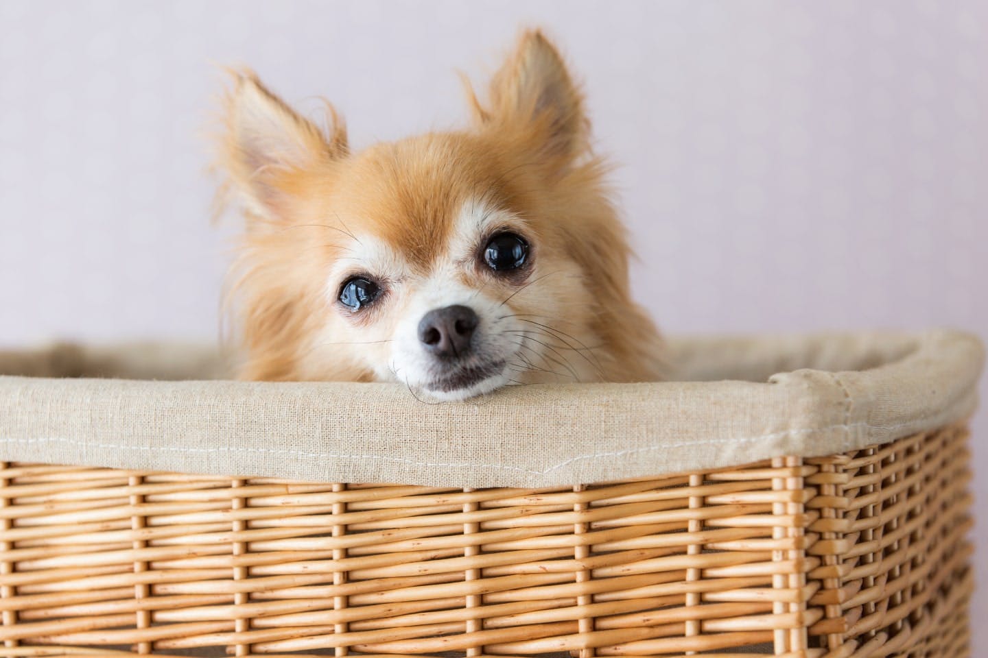 犬がキュンキュンと鳴くのはなぜ？　鳴き声の理由や対応の仕方などを解説