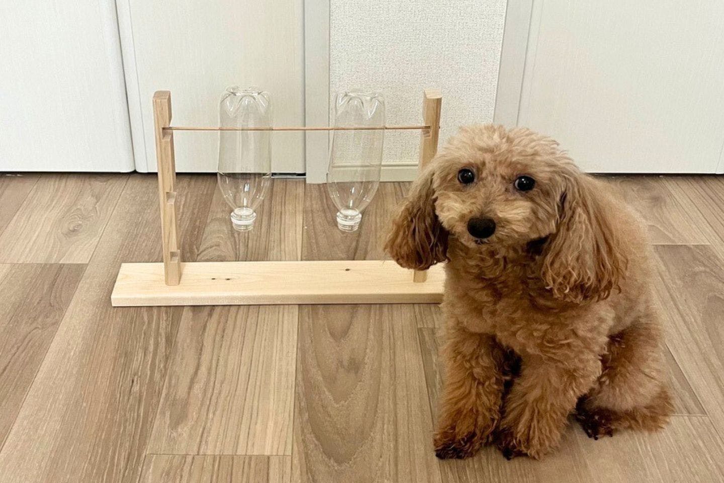 犬の知育玩具を手作り！ おやつが出てくる、ペットボトル回転おもちゃ【カインズ愛犬DIY】