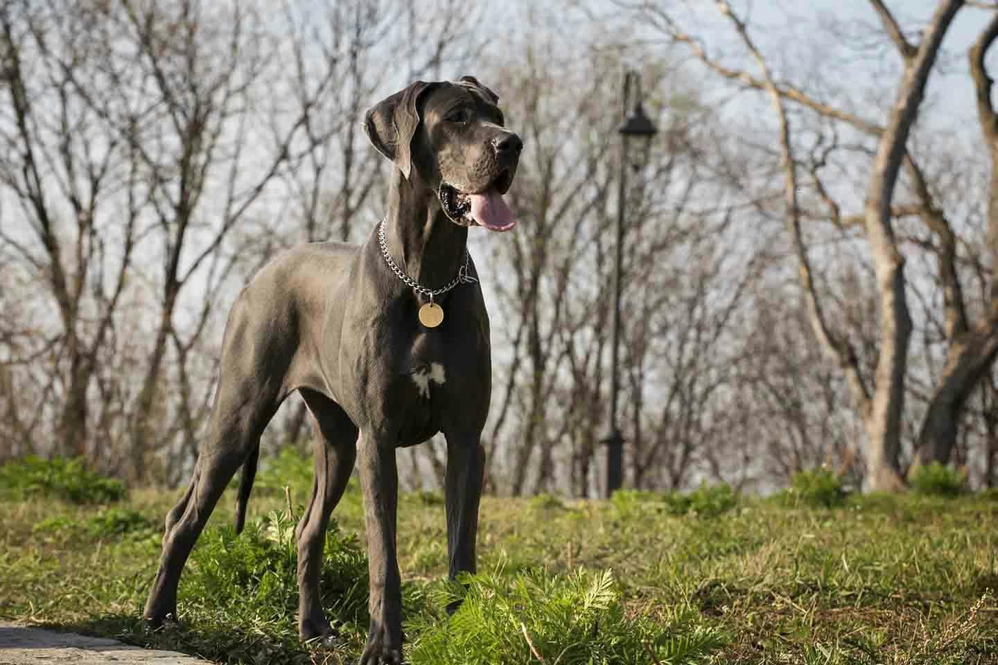 世界一大きな犬はグレート・デン！?超大型犬に分類される犬種を紹介