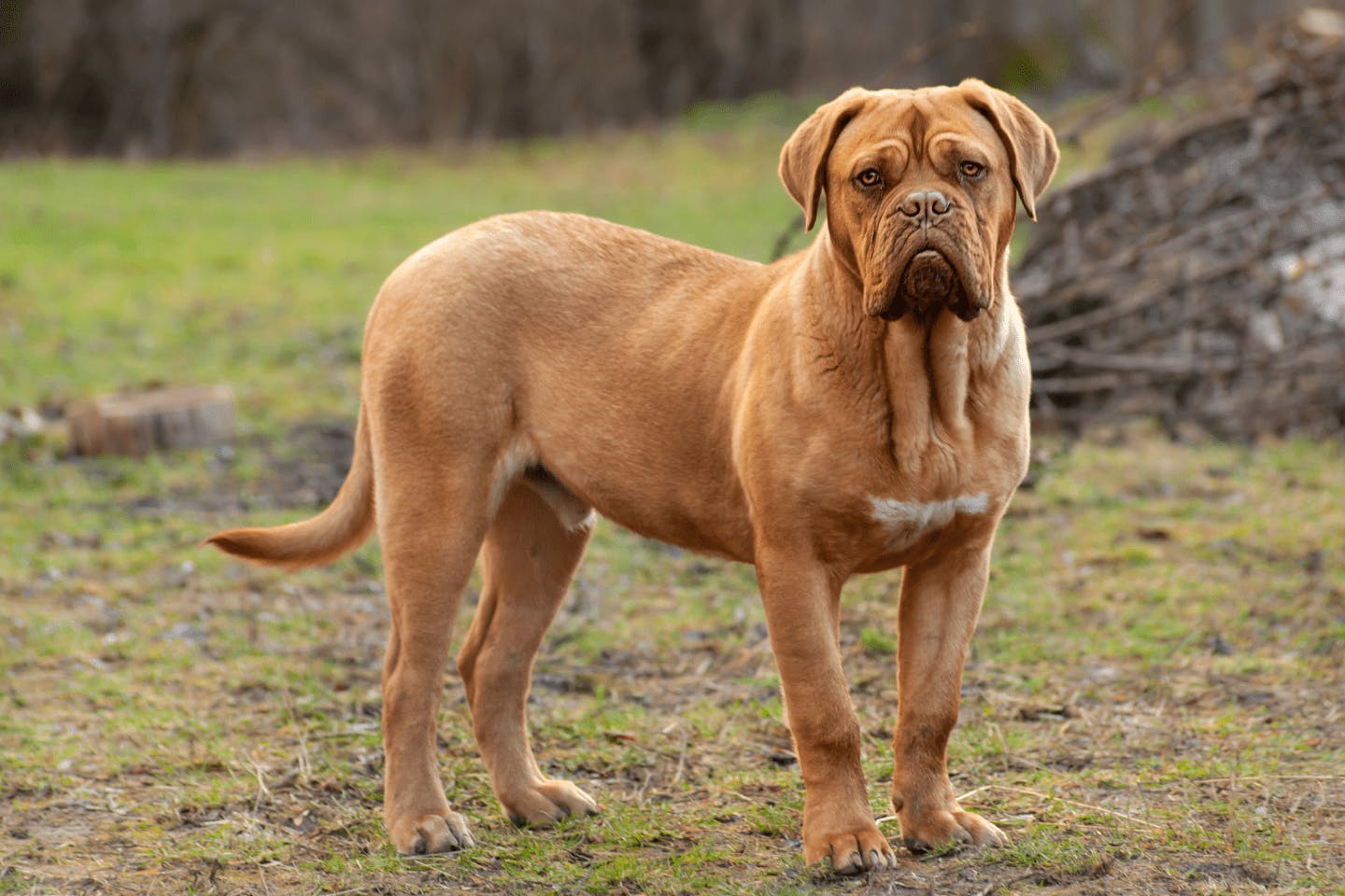 世界一大きな犬はグレート・デン！?超大型犬に分類される犬種を紹介