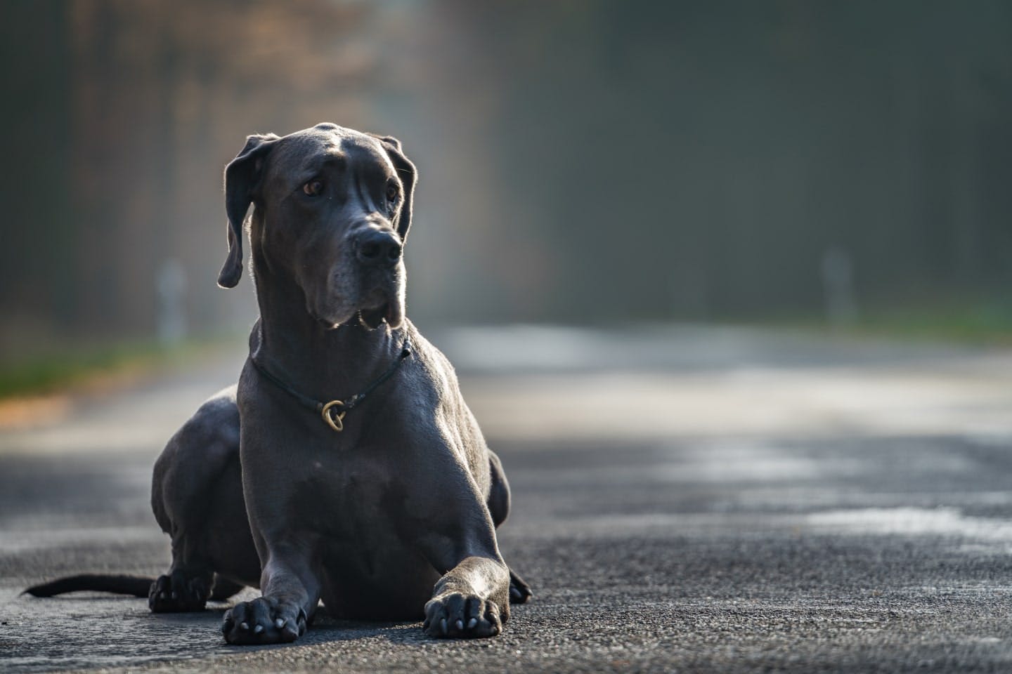 世界一大きな犬はグレート・デン！?超大型犬に分類される犬種を紹介