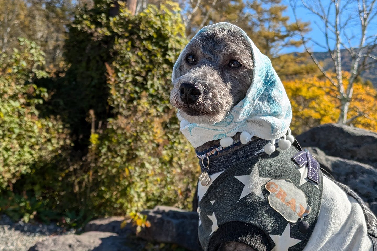 【着用イメージ】愛犬用スカーフ風「バブーシュカ」をつけてみた！