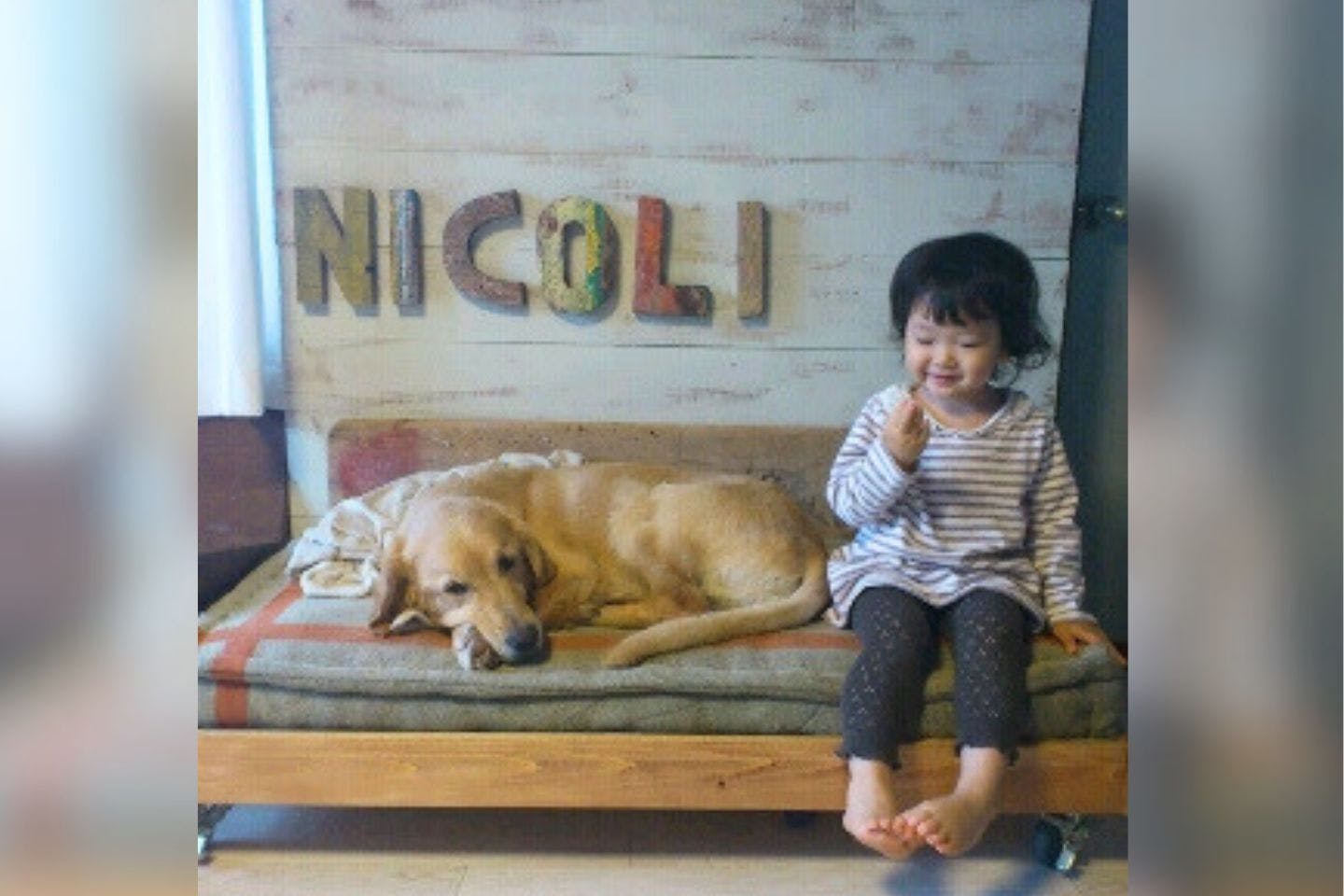 森田めぐみさん家族の先代犬 ニコリちゃん 森田めぐみさん家族の先代犬 ニコリちゃん