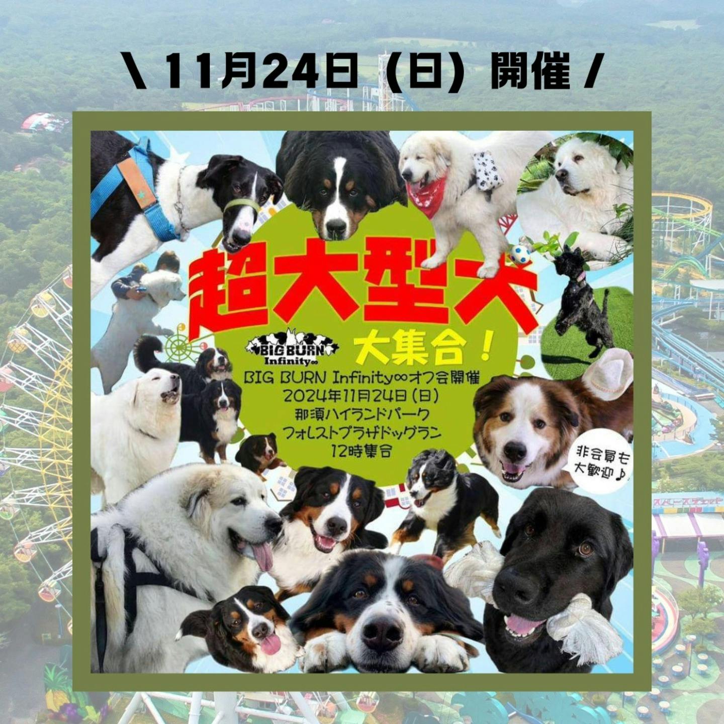 関東版】愛犬と行きたいドッグイベント2024年11月|ワンクォール