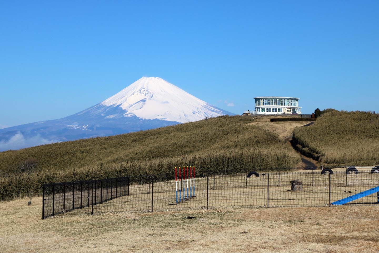 雄大な富士山を一望できる山頂のドッグラン