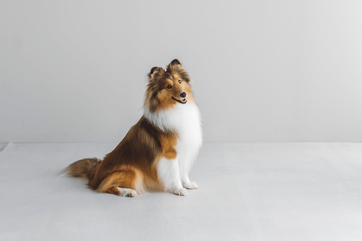 【2025/2/24】Shetland Sheepdog MEET UP 2025（埼玉）