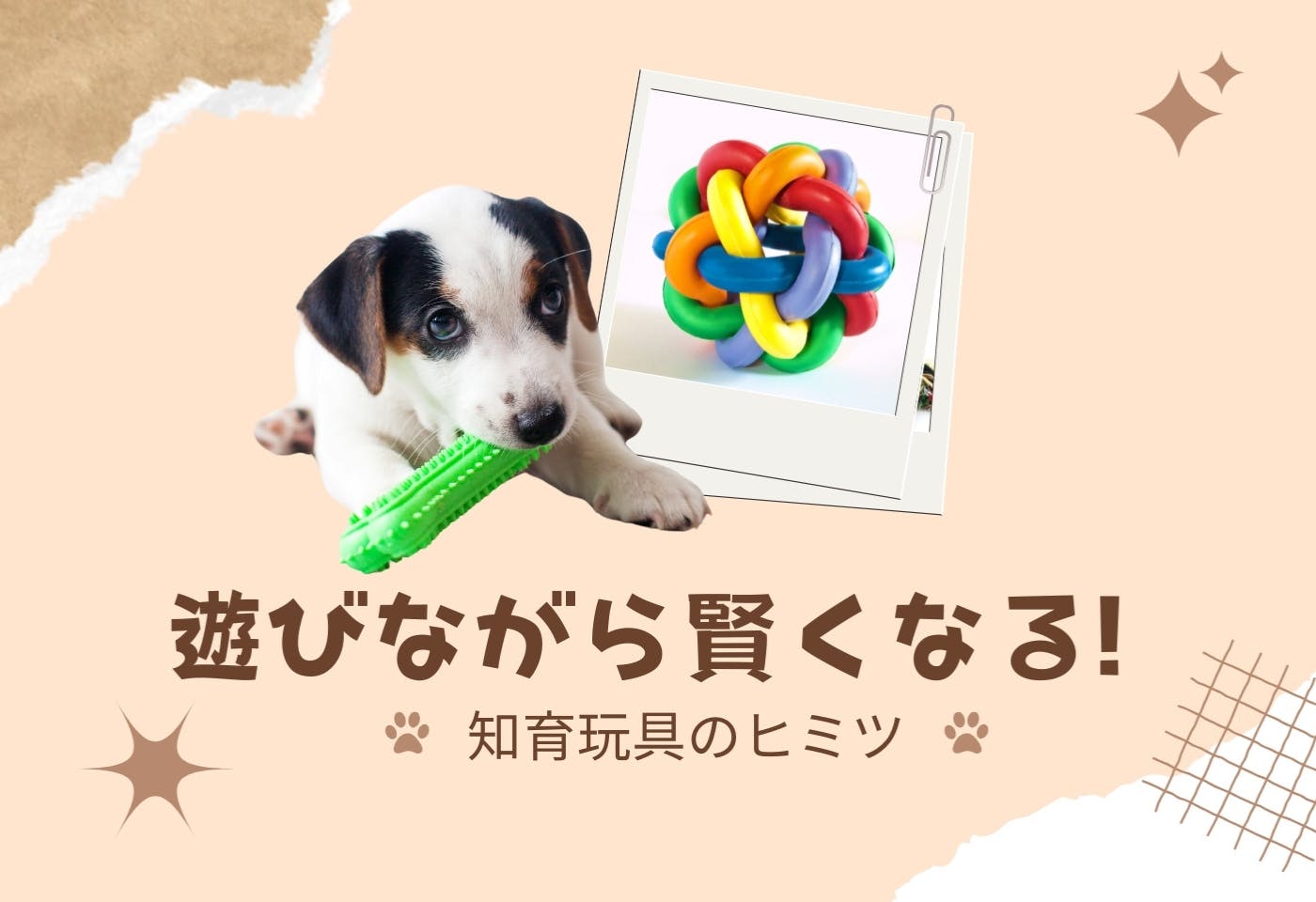 犬の知育玩具って、どんな効果があるの? 選び方や遊び方を獣医行動学専門の先生が解説