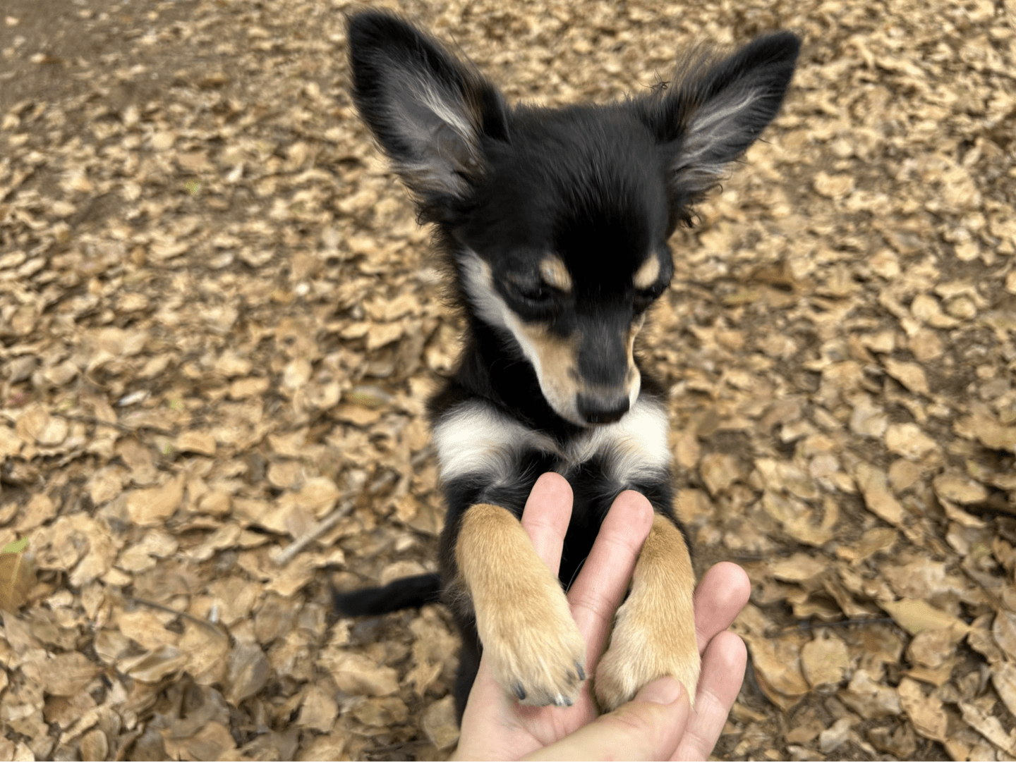 【埼玉】おすすめドッグラン11選！ 愛犬と一緒に運動不足を解消しよう