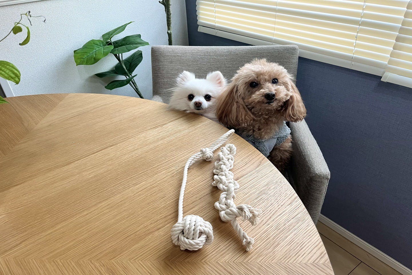 5分で完成! 愛犬用ロープおもちゃと手作りひも付きボールおもちゃ【カインズ愛犬DIY】