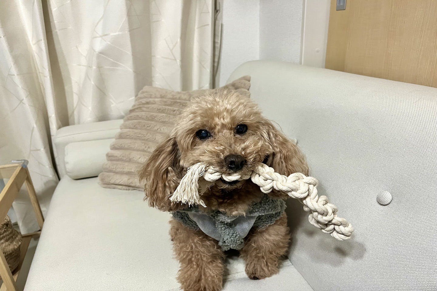 【愛犬の開けっぱなし防止の自動ドアの作り方】 手順1:ドアクローザー本体を作る 【使用イメージ】愛犬と手作りロープおもちゃで遊んでみた!