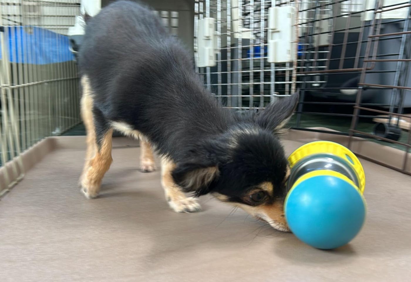 犬にとって良いことづくしの知育玩具 犬にとって良いことづくしの知育玩具