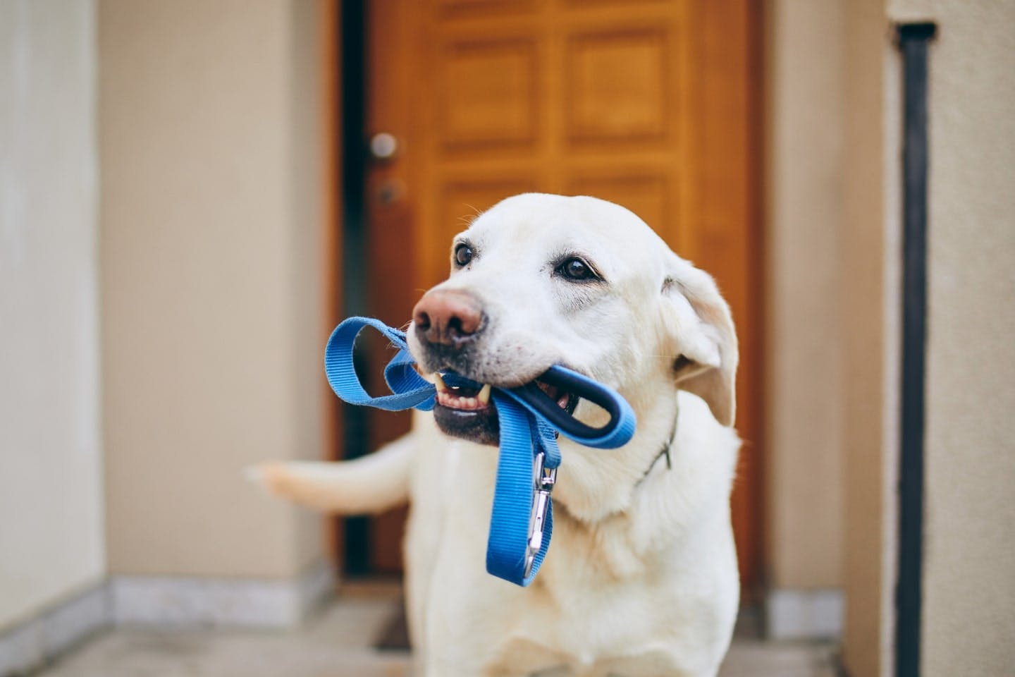 犬がしっぽを噛むのをやめさせるには？