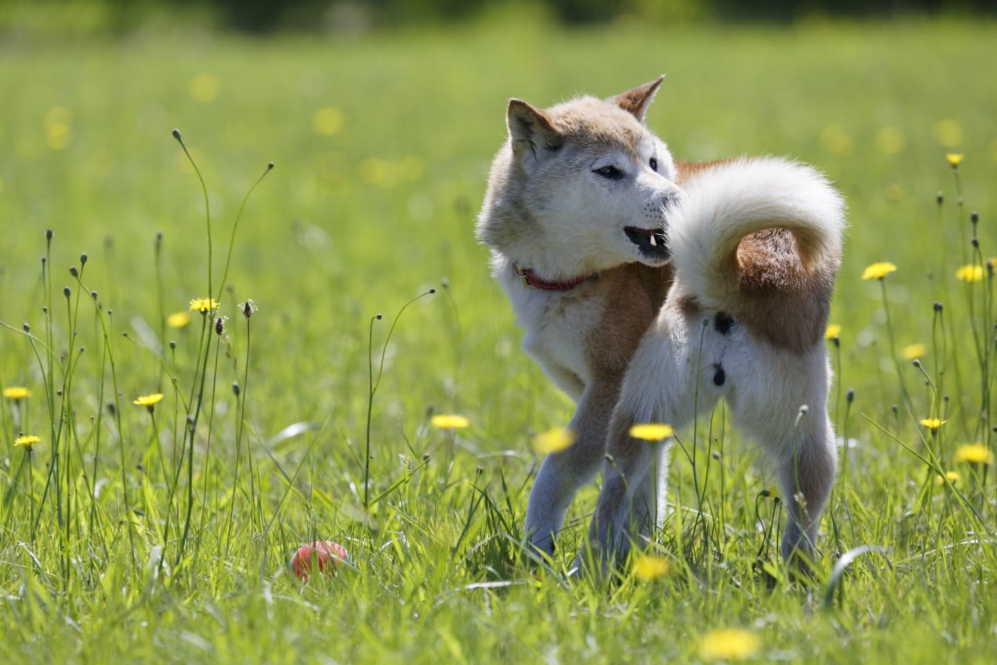 犬が自分のしっぽを噛むのはなぜ？ストレスなど考えられる原因とやめさせるための対処法【獣医師監修】