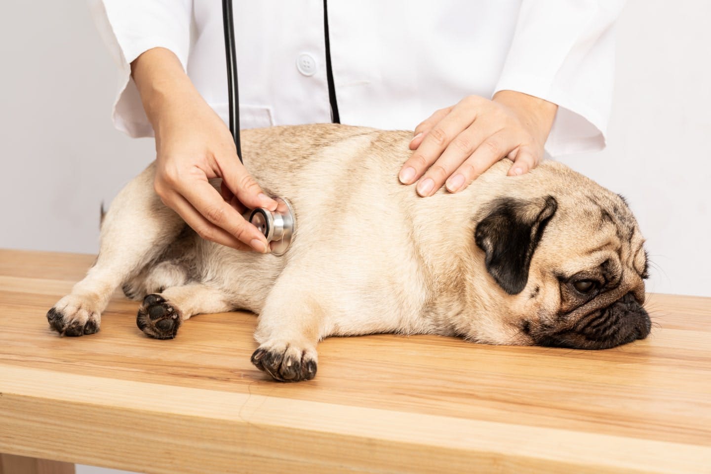 犬に食塩水を飲ませると吐かせることはできる？