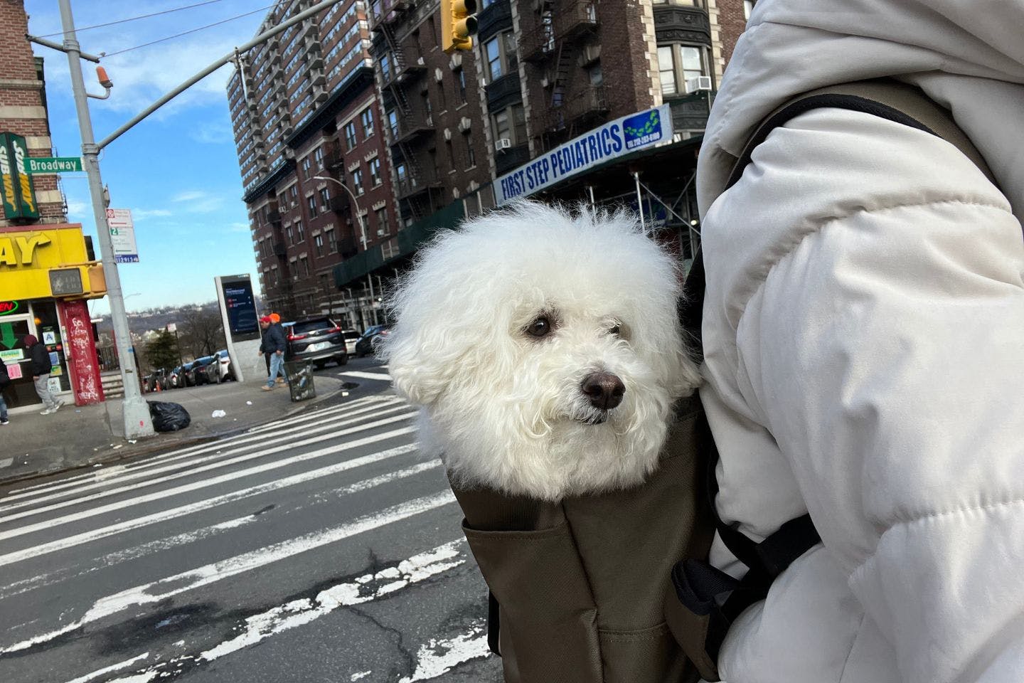 愛犬プンバくんとふたりでニューヨーク生活