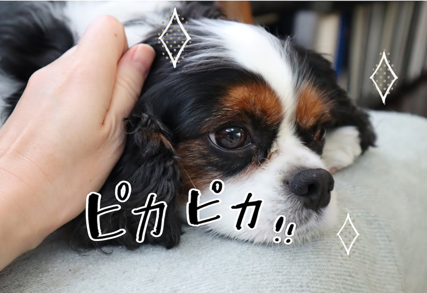 キレイになった犬