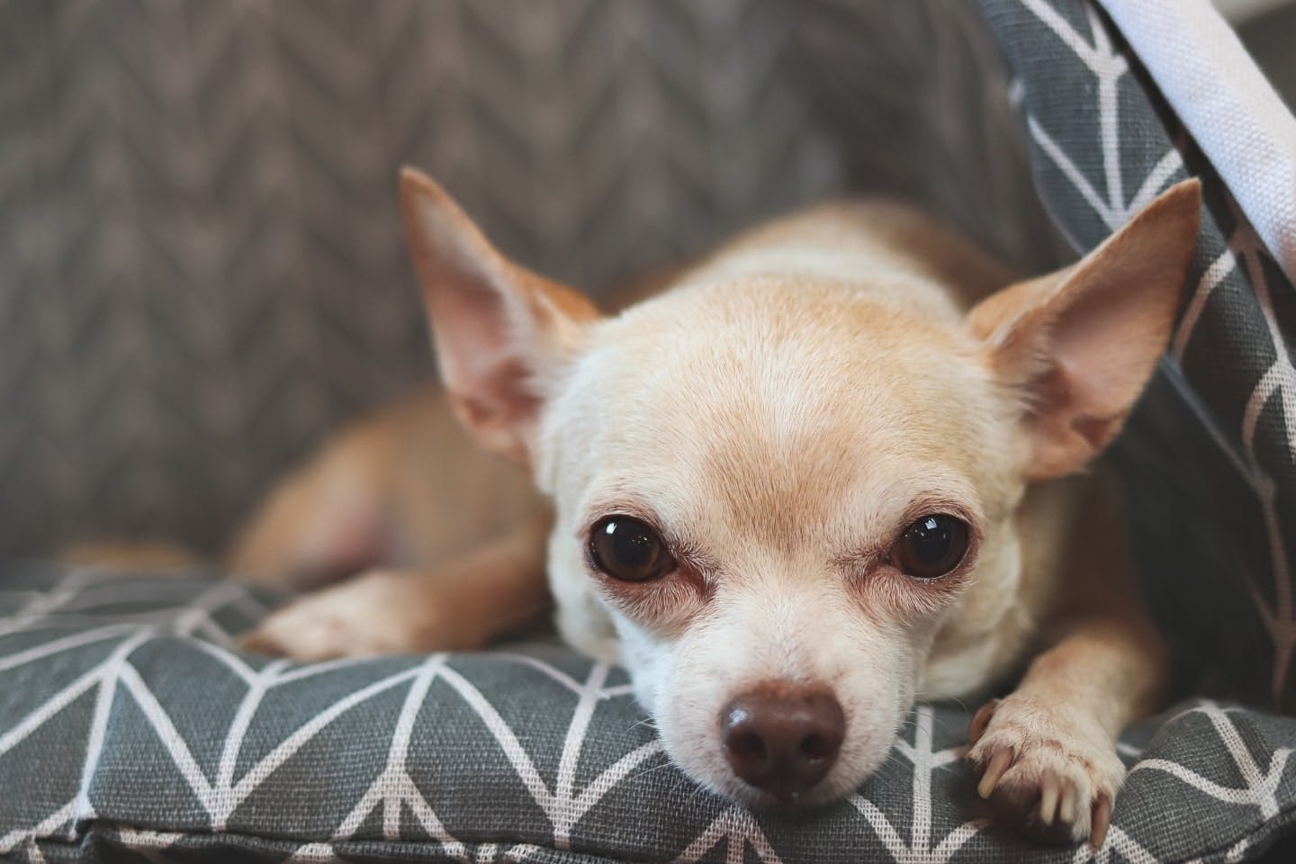 犬がしっぽを噛む原因はストレス、皮膚炎などさまざま