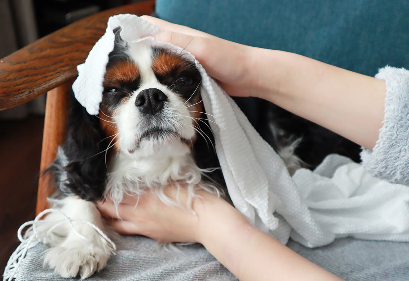 使い捨て吸水タオルで犬を拭く