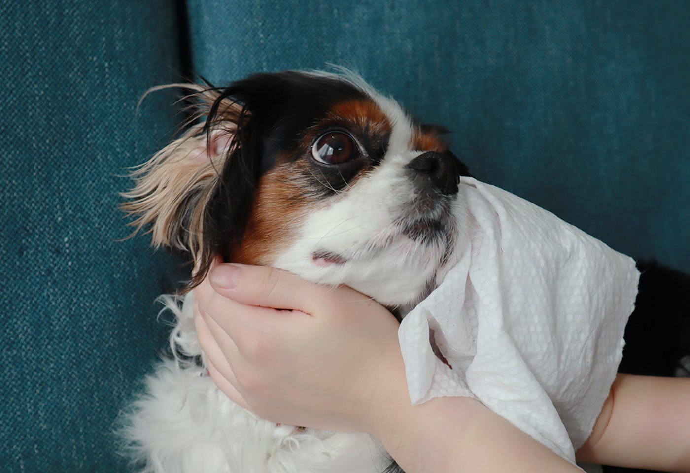 使い捨て吸水タオルで犬の耳を拭く