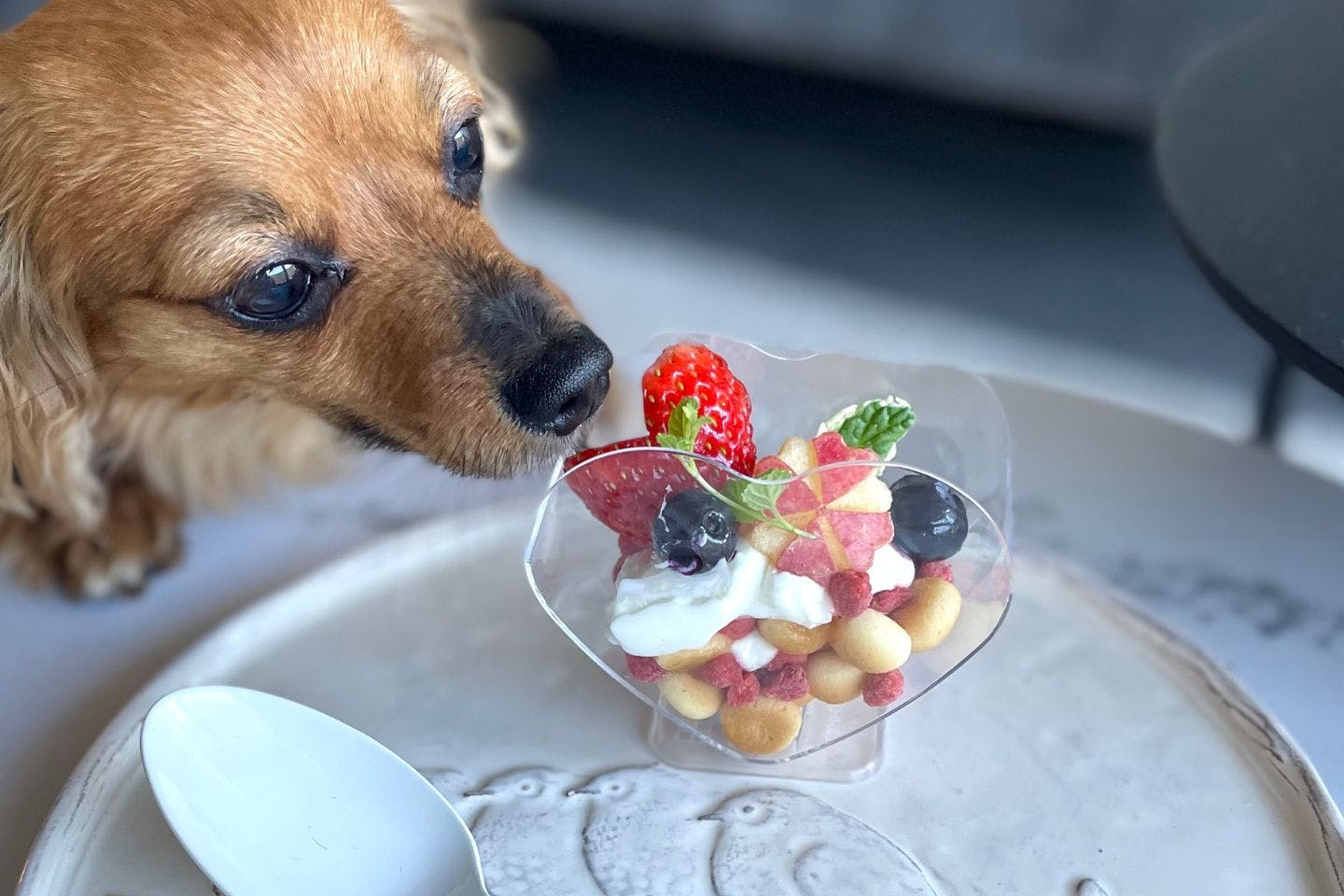 愛犬用パフェ風のおやつ　完成