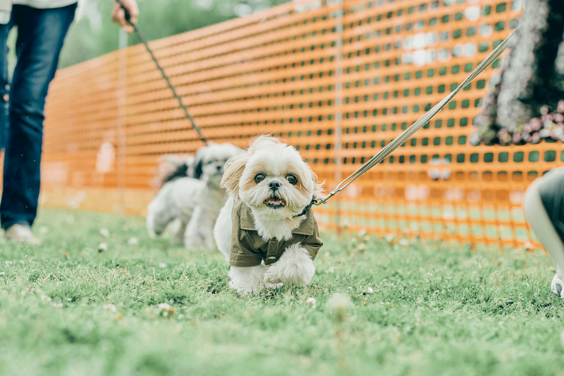 【2025/3/23】Shih Tzu Festival 2025 Spring（埼玉）