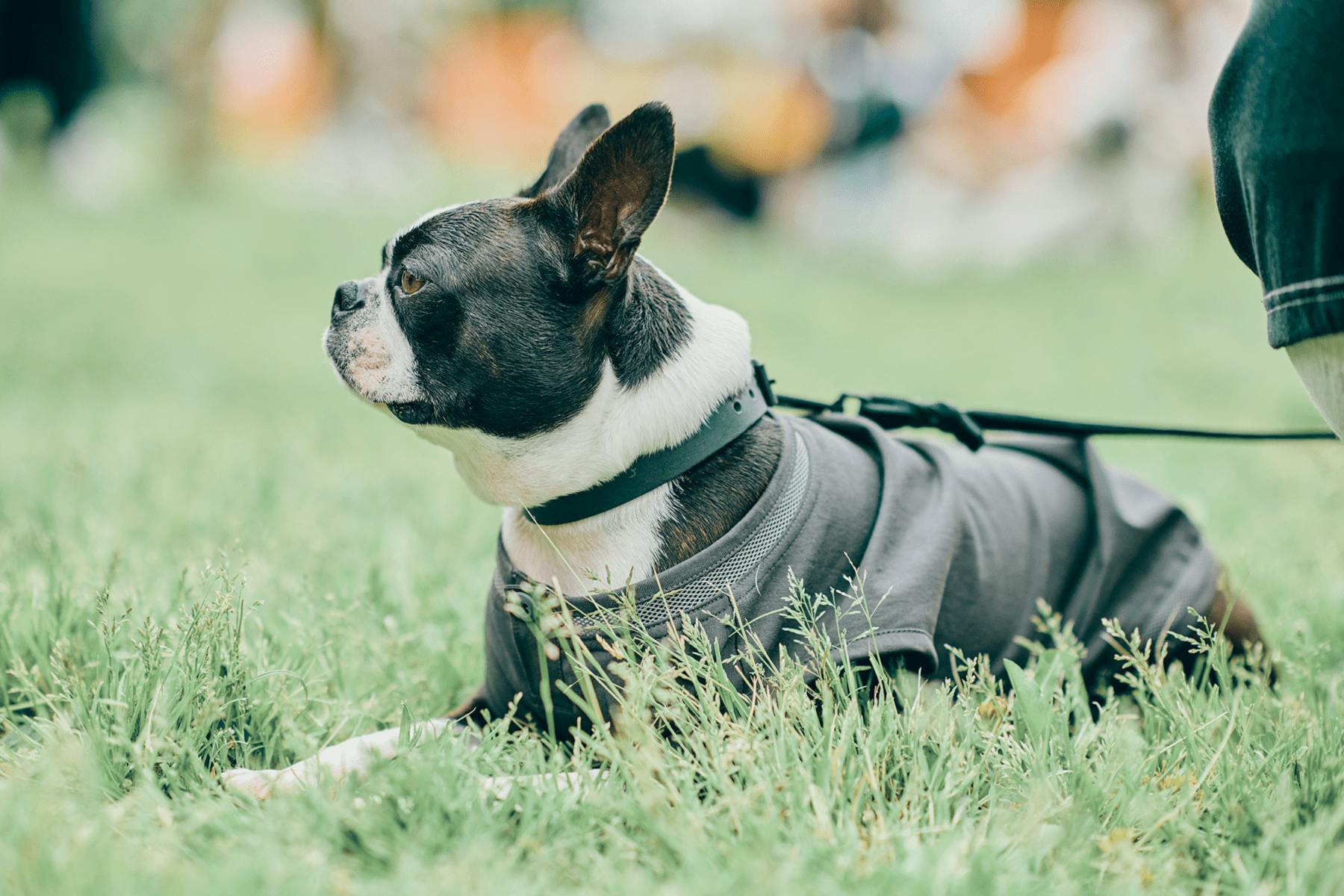 【2025/3/22】Boston Terrier Festival 2025（埼玉）