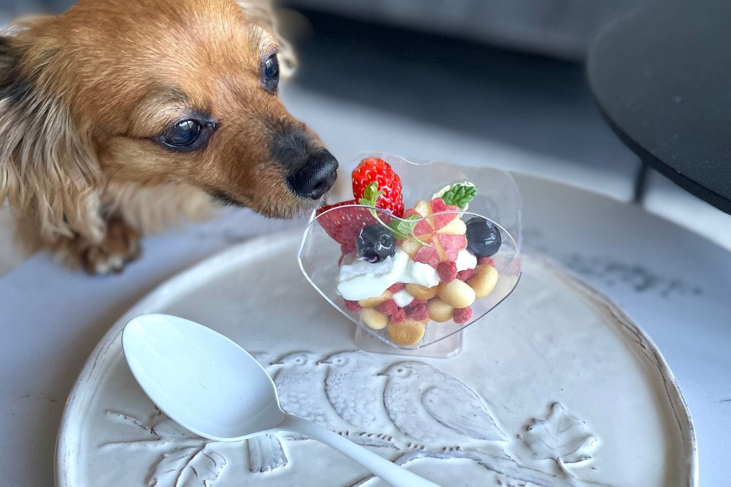 カインズの犬用おやつをパフェ風に！ 5分でできる、簡単映えバレンタインレシピ