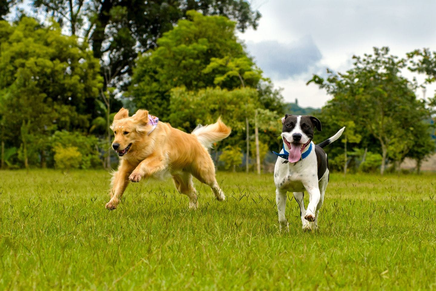 【茨城】おすすめドッグラン10選！愛犬と最高の思い出を作ろう