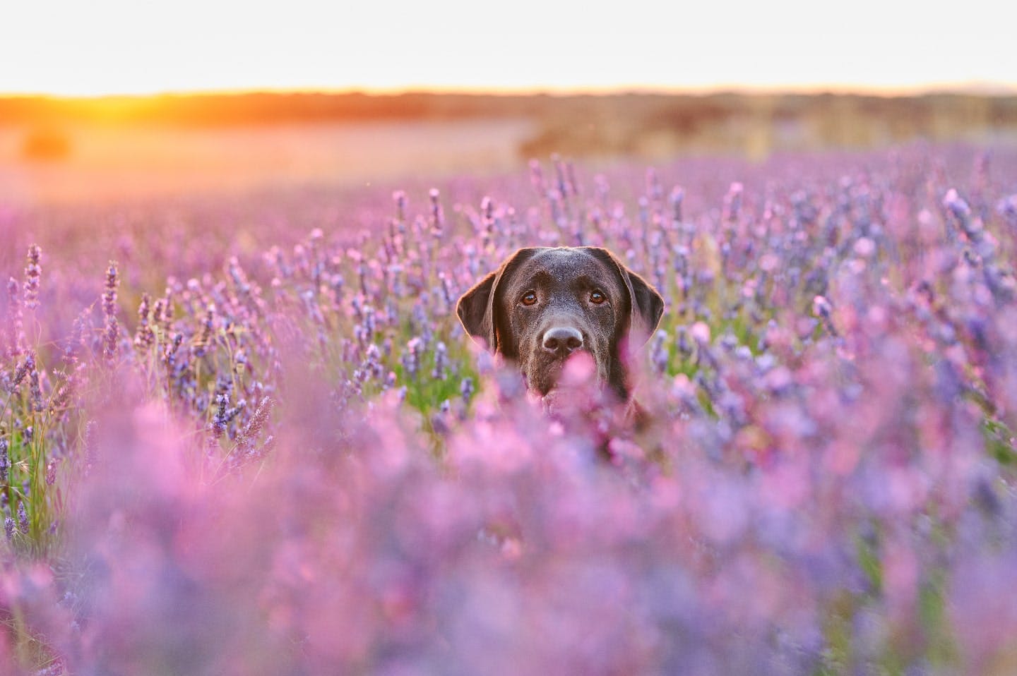 犬にとって大丈夫なアロマ・禁忌のアロマとは？ ペットがいる家での