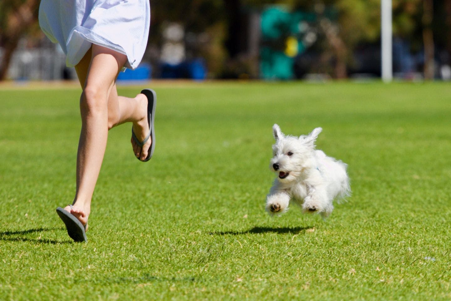 【静岡】愛犬と一緒に楽しめるおすすめドッグラン13選
