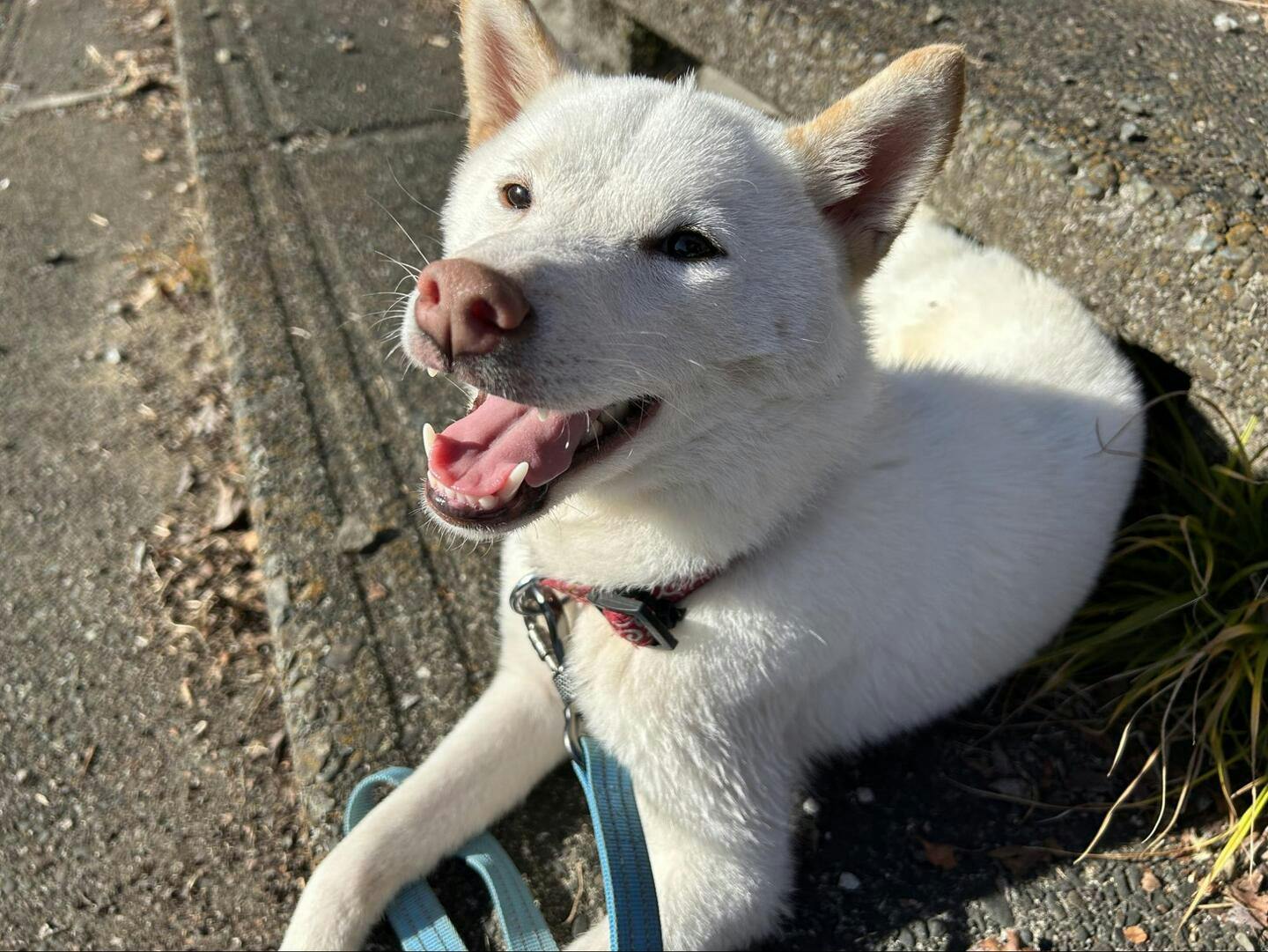 なっとう(トイプードル 3歳 男の子) ねぎ(柴犬 2歳 女の子)