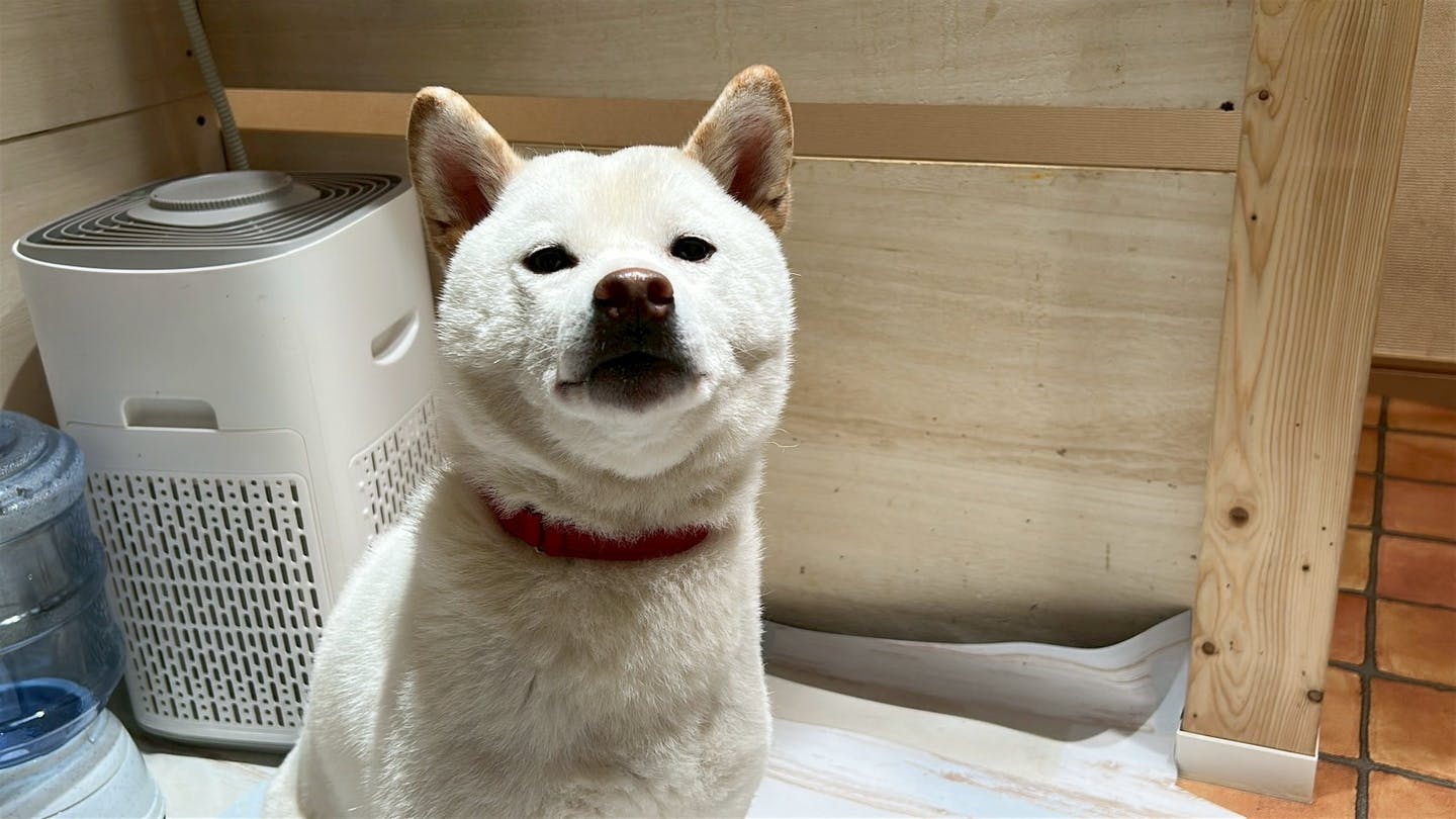 ねぎ(柴犬/飽きっぽい) ねぎ(柴犬/飽きっぽい)