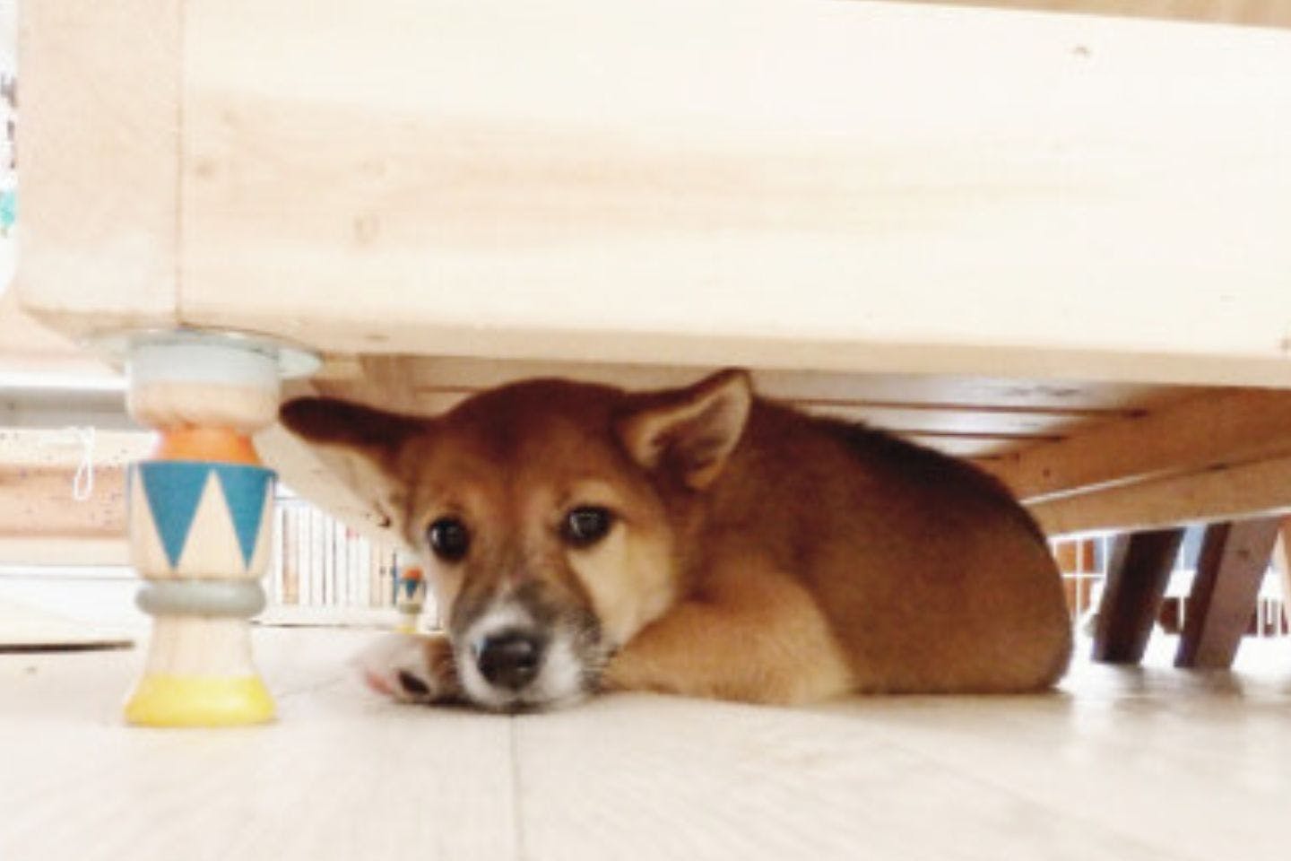 拾った仔犬、ナツ 拾った仔犬、ナツ