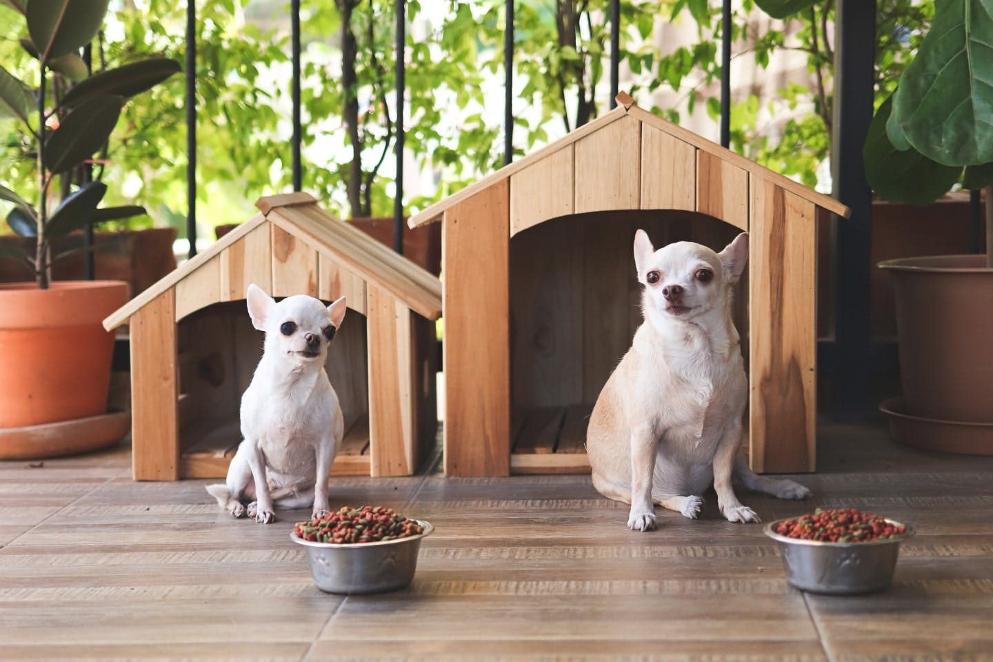ドッグフードの正しい与え方と注意点。食べ足りていないサインや犬の年齢別、回数や量、時間の目安も紹介【獣医師監修】