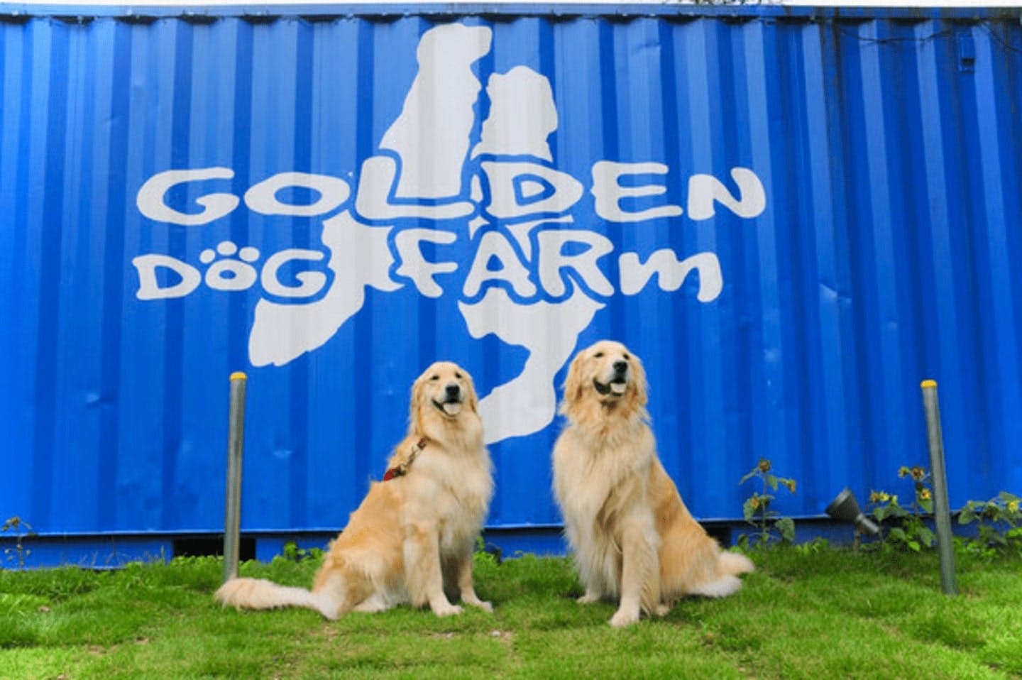 Dog Run & Cafe GOLDEN DOG FARm（静岡県静岡市）