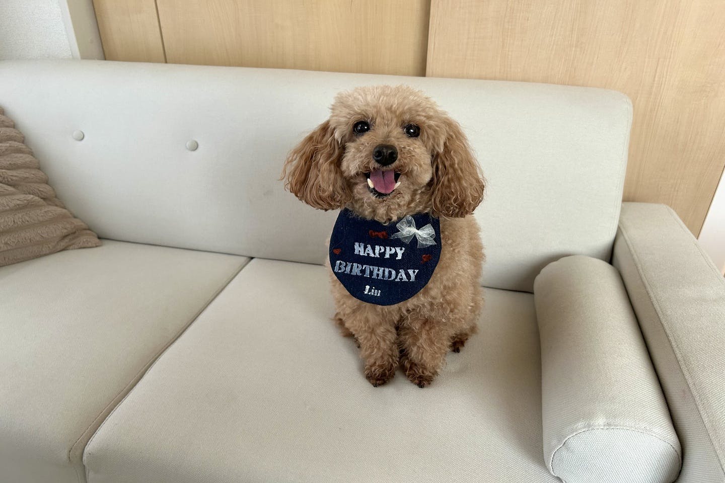 【使用イメージ】愛犬のお散歩に携帯ウェットティッシュケースを持っていってみた! 【着用レビュー】愛犬用バースデースタイで記念日がもっと特別に