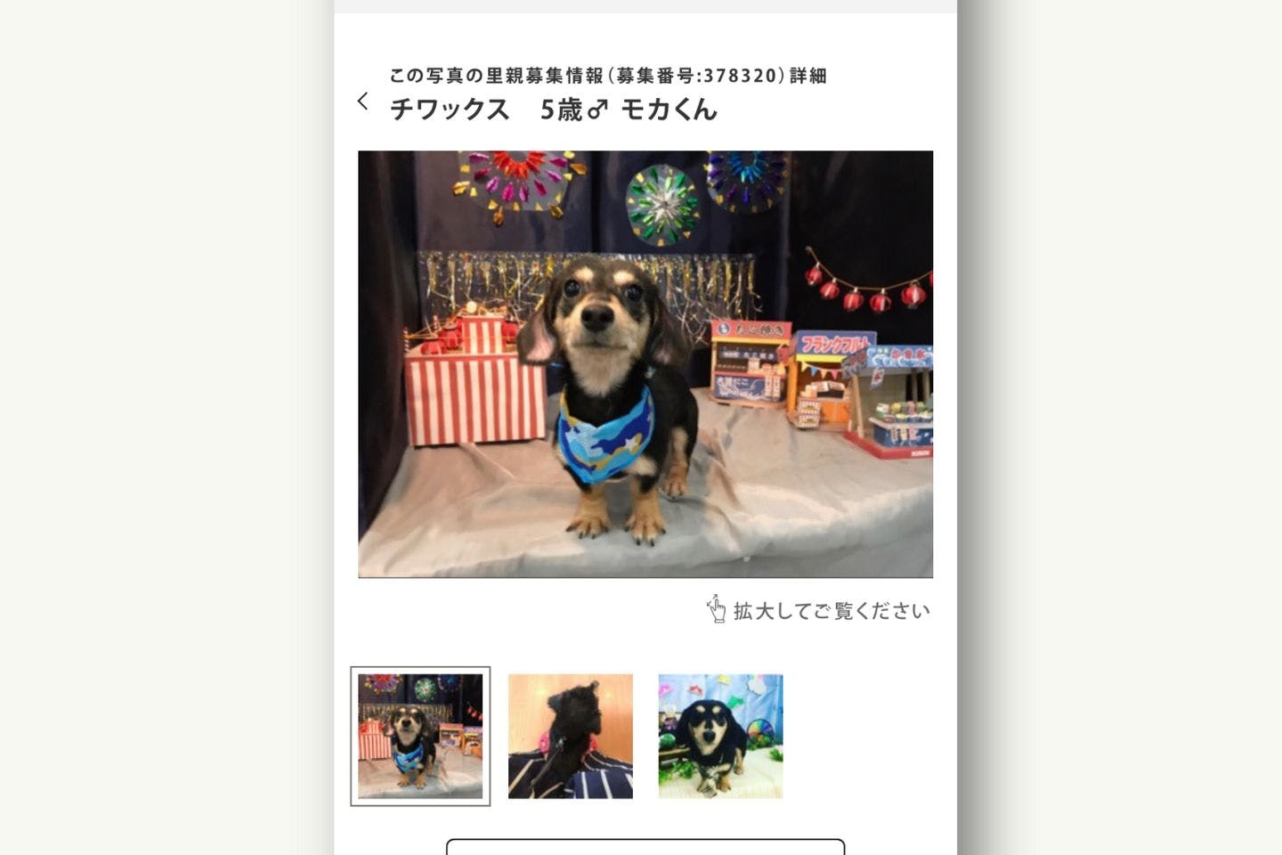 保健所の譲渡サイトで発見した時の大福くん