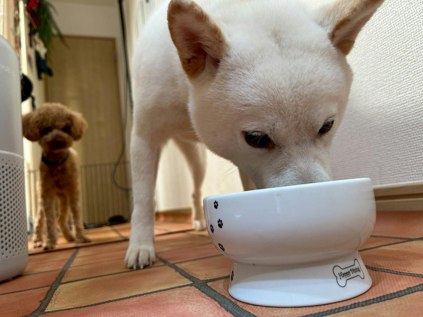 ねぎ(柴犬/飽きっぽい) ねぎ(柴犬/飽きっぽい)