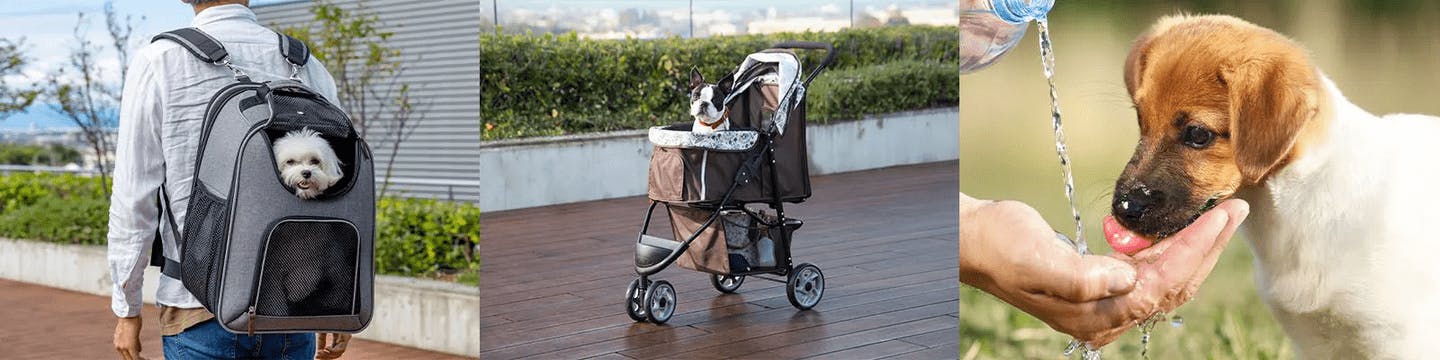 【関西版2025年6月】愛犬と行きたいドッグイベントのまとめ