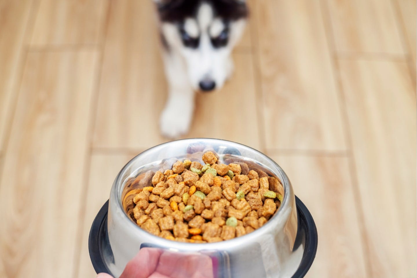 成犬用フードへの切り替えの疑問に答えます【Q＆A】