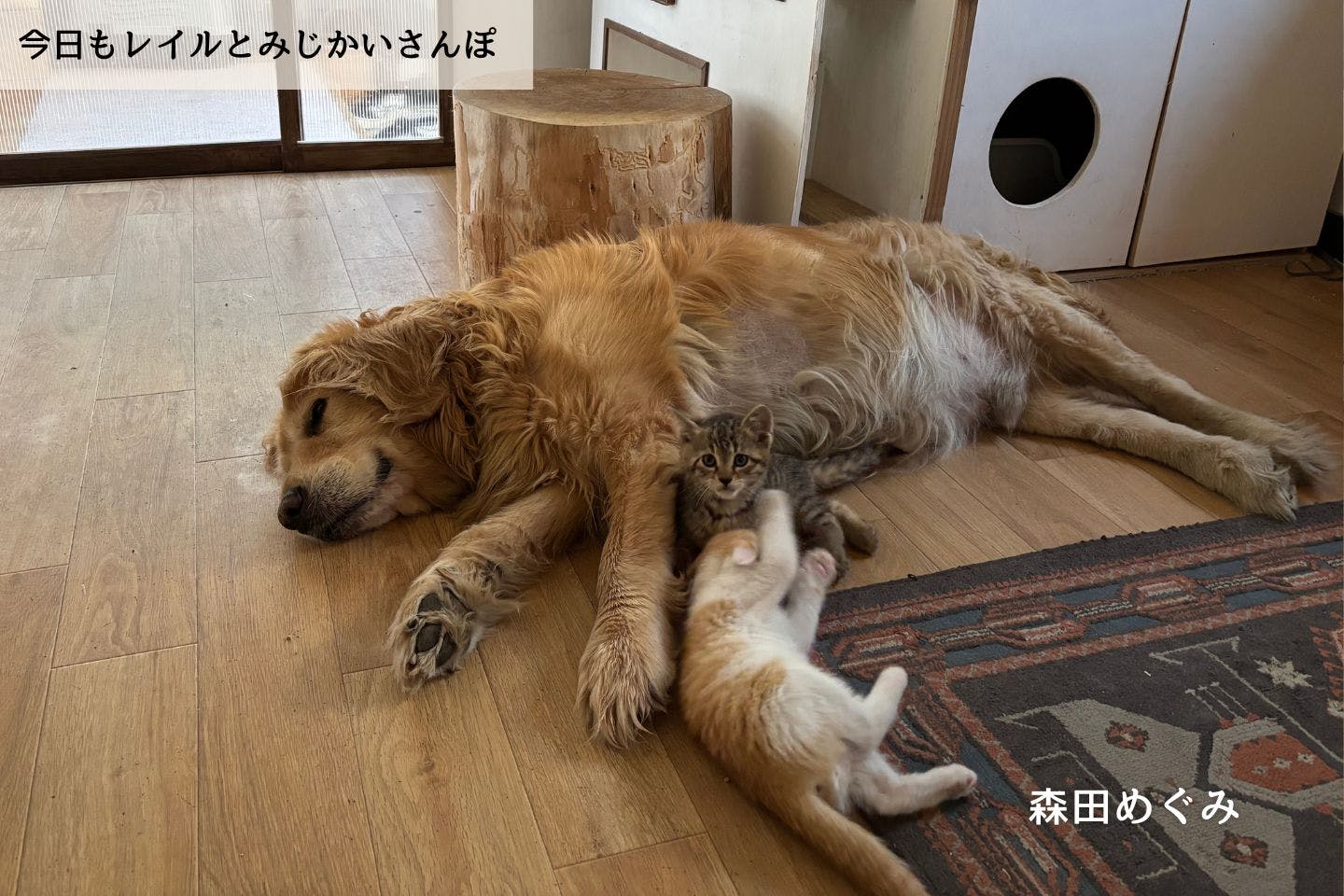 【連載】仔犬の新しい家族を探すのだ|森田めぐみ|今日もレイルとみじかいさんぽ