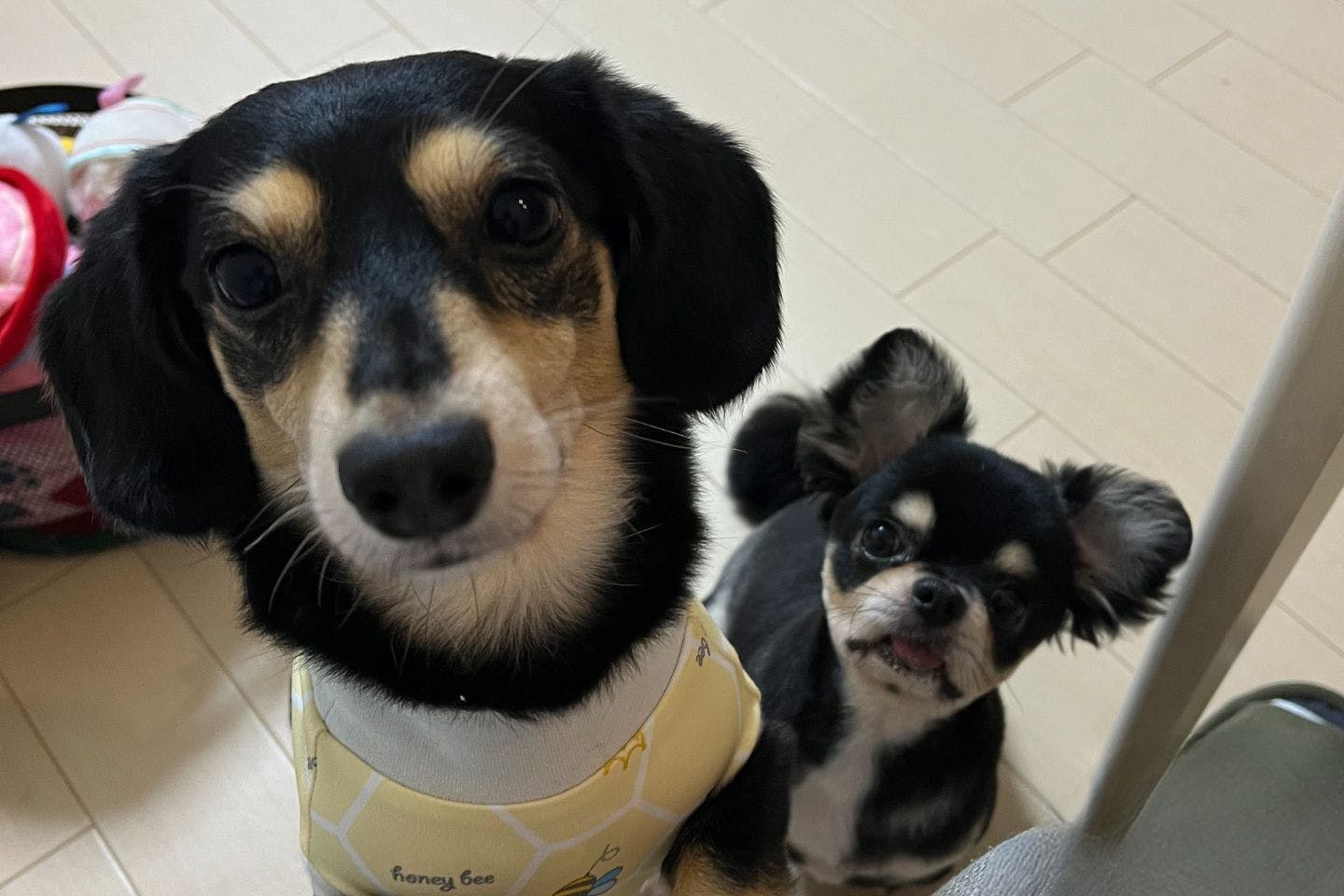 “迎えない”も一つの選択肢。保護犬と暮らし、お迎えのリアルを体験した家族の学び