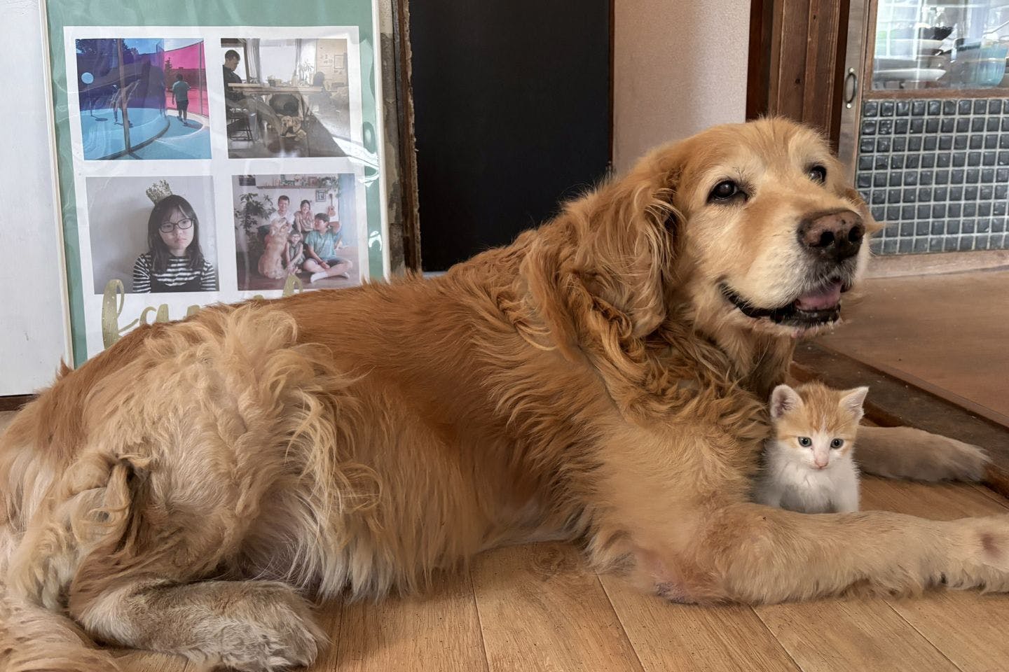 最近の愛犬・レイル 最近の愛犬・レイル