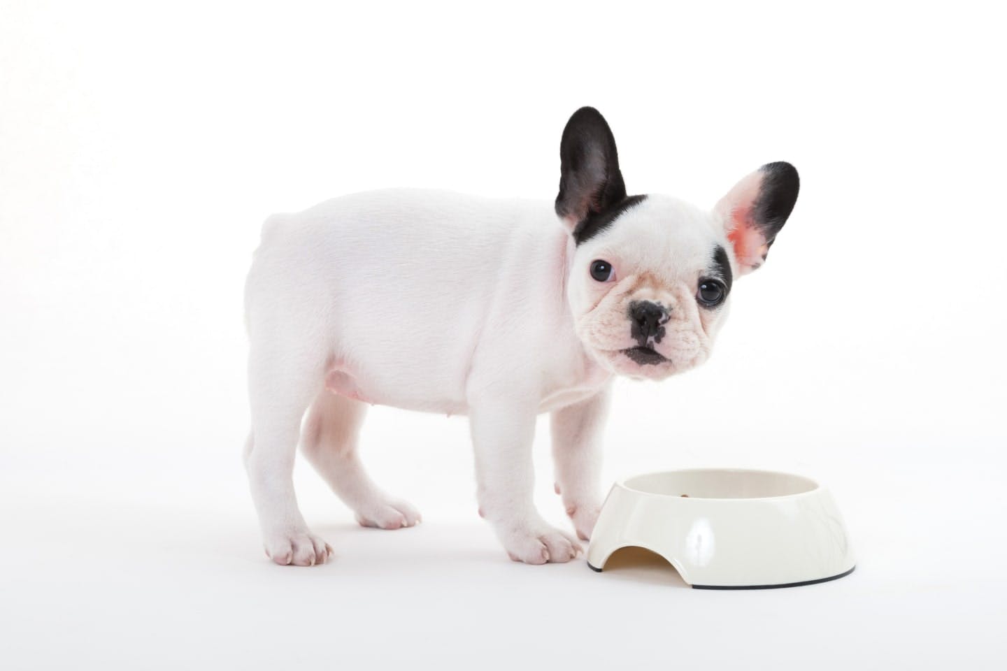 成犬用フードにいつから切り替える? 小型犬・中型犬・大型犬で異なる切り替え時期と方法、注意点を解説【獣医師監修】