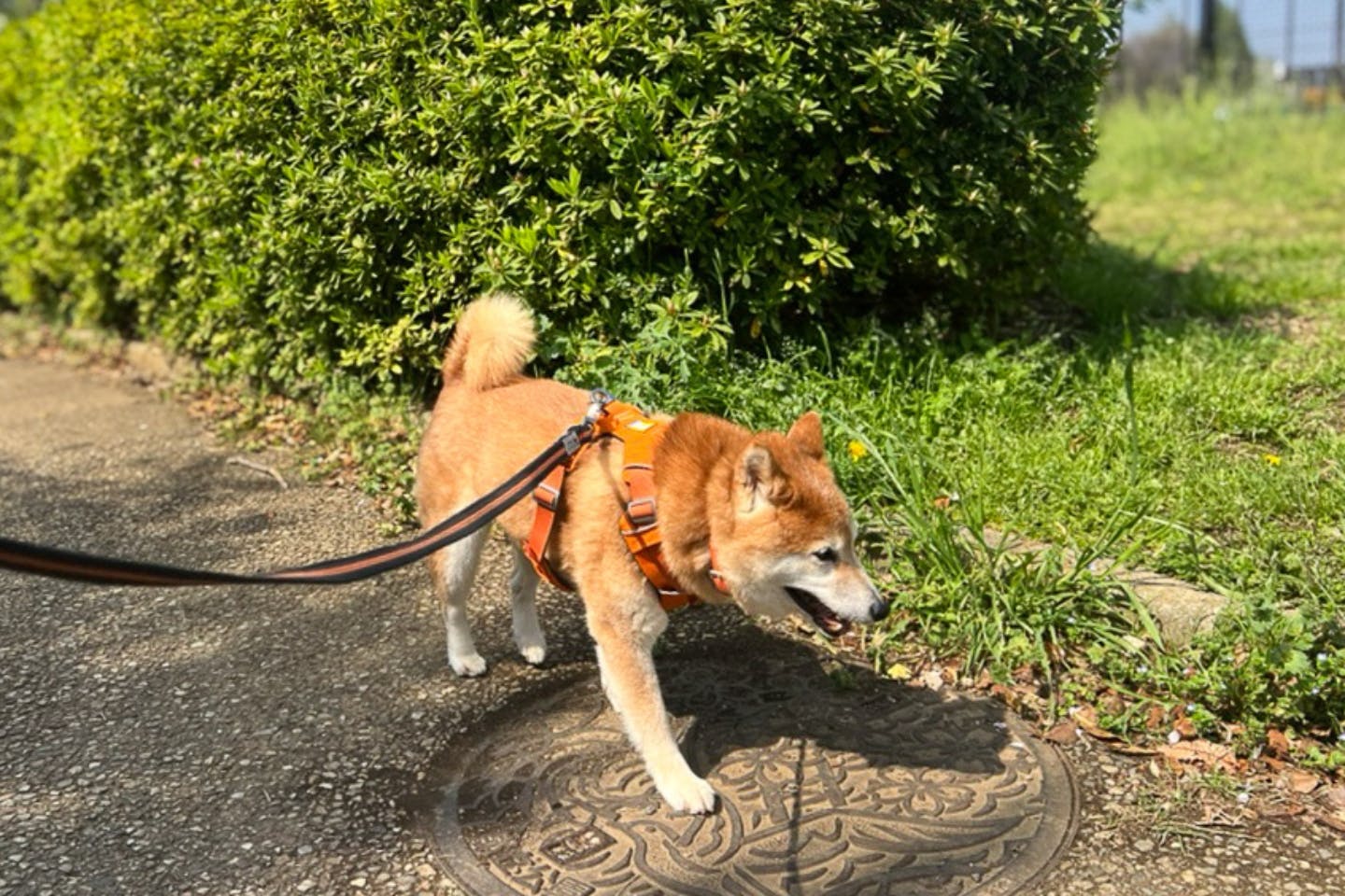 夏のアスファルトは愛犬の肉球やけどに要注意 夏のアスファルトは愛犬の肉球やけどに要注意