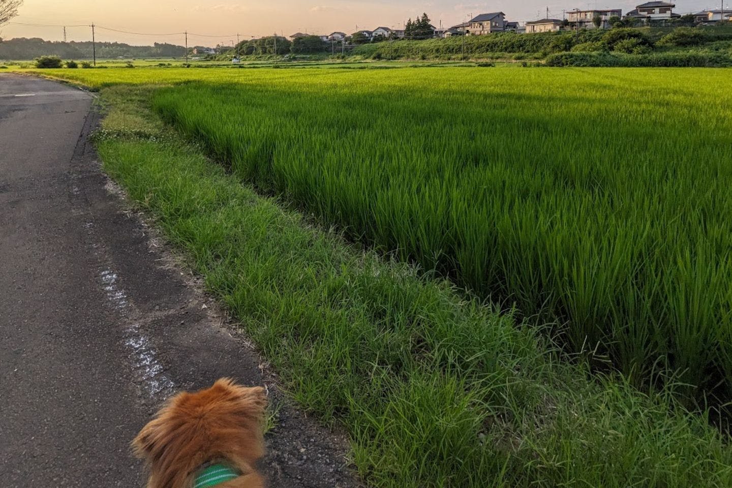 デンママさんの現在の自宅付近の風景