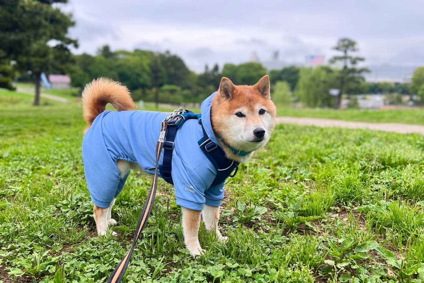実際に『不快害虫から愛犬を守るペットスーツ』を着用して愛犬とお散歩 実際に『不快害虫から愛犬を守るペットスーツ』を着用して愛犬とお散歩