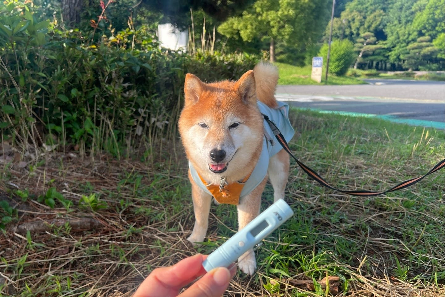 夏のアスファルトは愛犬の肉球やけどに要注意 夏のアスファルトは愛犬の肉球やけどに要注意